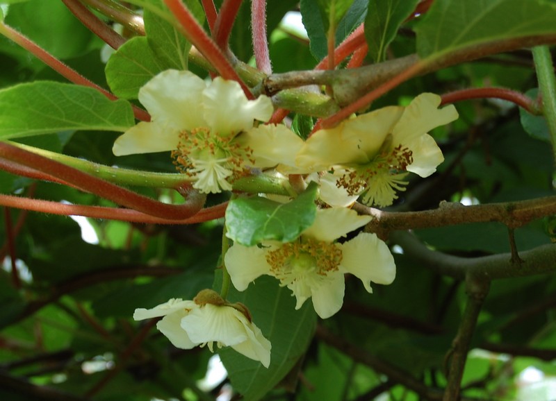 Kiwi fleurs DSC_0514